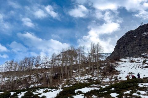 Snow and bare trees on a Himachal hillside